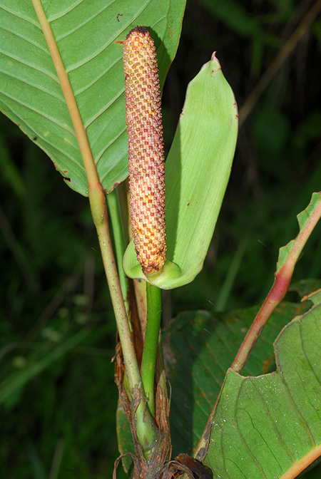 Anthurium longeinternodum