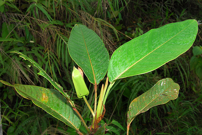Anthurium longeinternodum