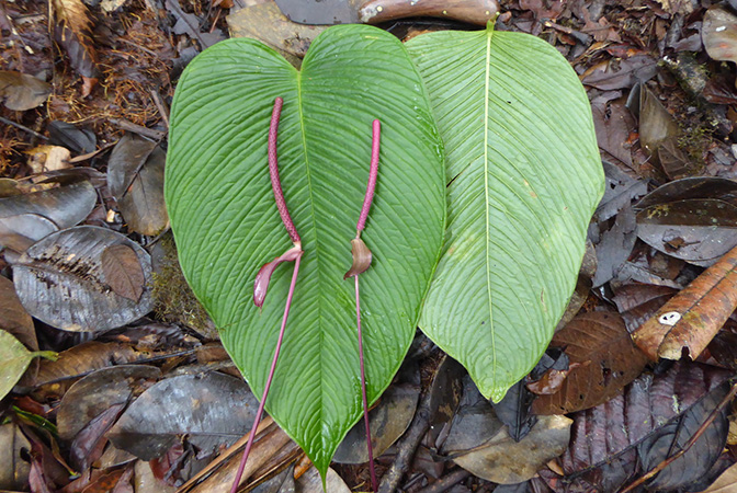 Anthurium longicaudatum