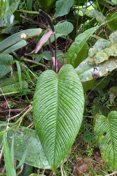 Anthurium longicaudatum