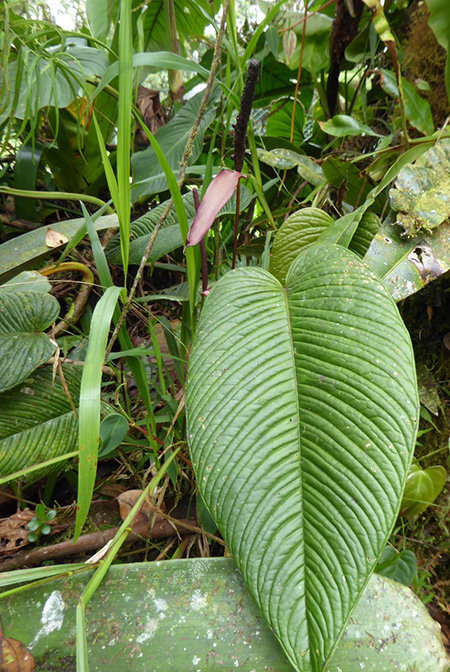 Anthurium longicaudatum