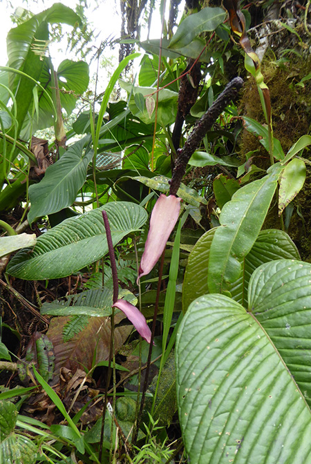 Anthurium longicaudatum