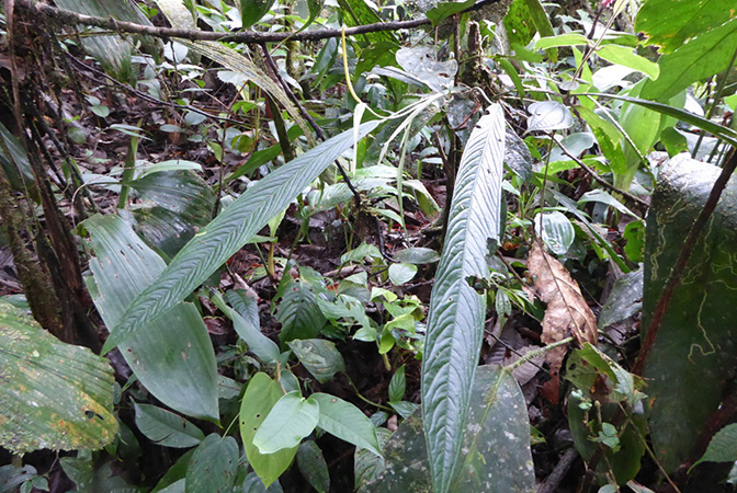 Anthurium longiluteum