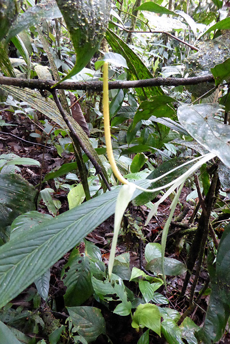Anthurium longiluteum