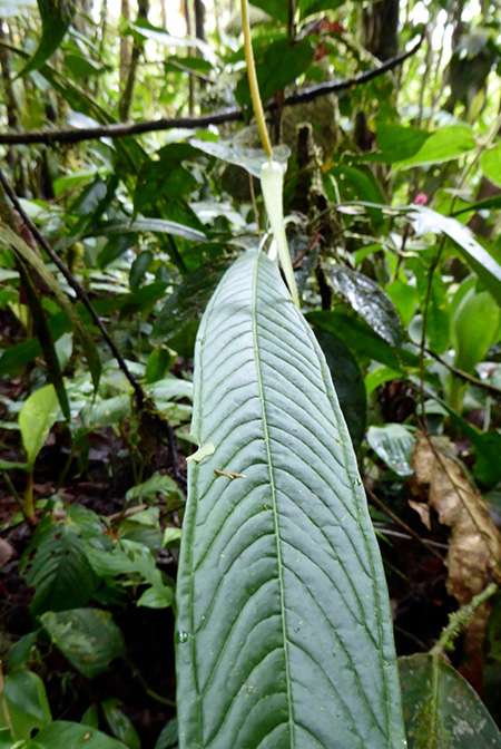 Anthurium longiluteum