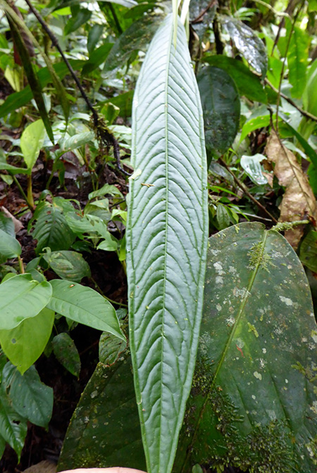 Anthurium longiluteum