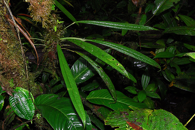 Anthurium longiluteum