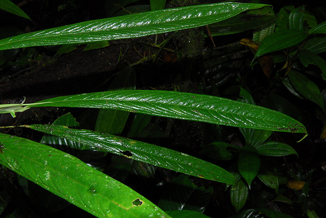 Anthurium longiluteum