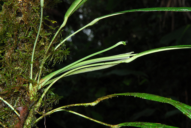 Anthurium longiluteum