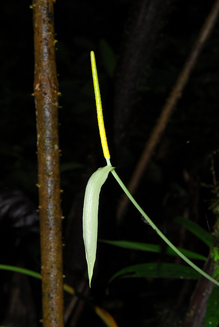 Anthurium longiluteum