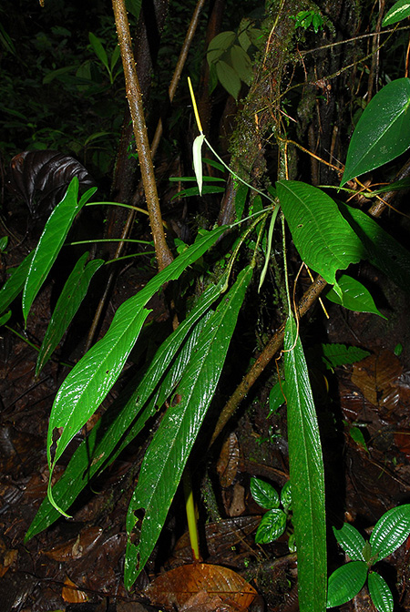Anthurium longiluteum