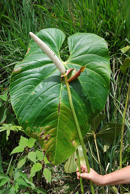 Anthurium longipedical