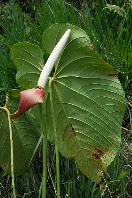 Anthurium longipedical