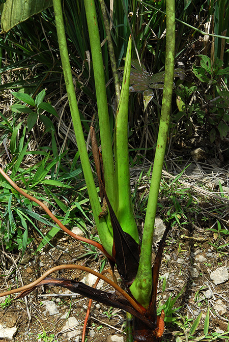 Anthurium longipedical