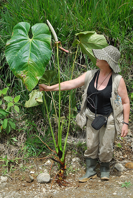 Anthurium longipedical