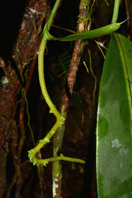 Anthurium longispadiceum