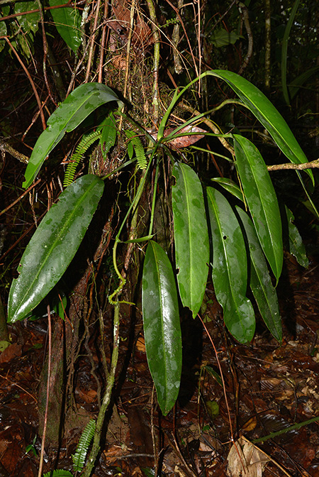 Anthurium longispadiceum