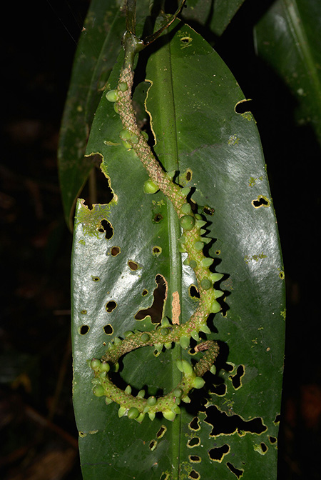 Anthurium longispadiceum