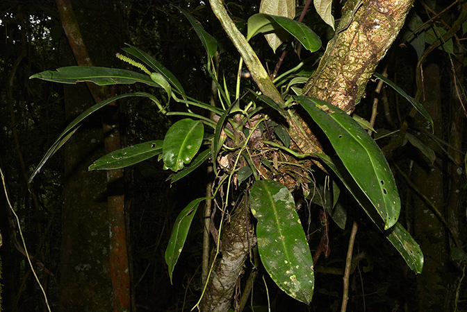 Anthurium longispadiceum