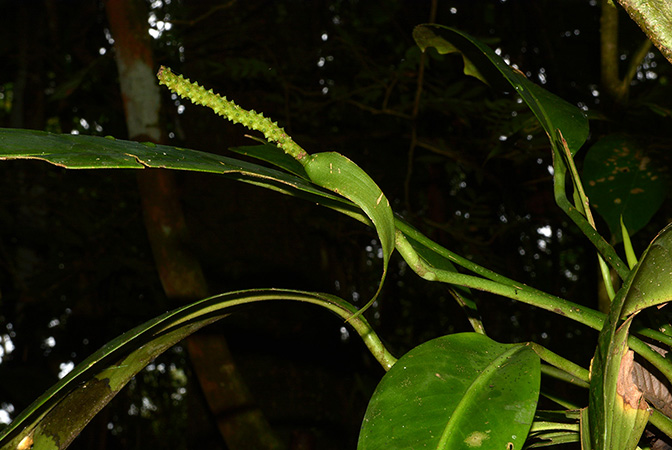 Anthurium longispadiceum