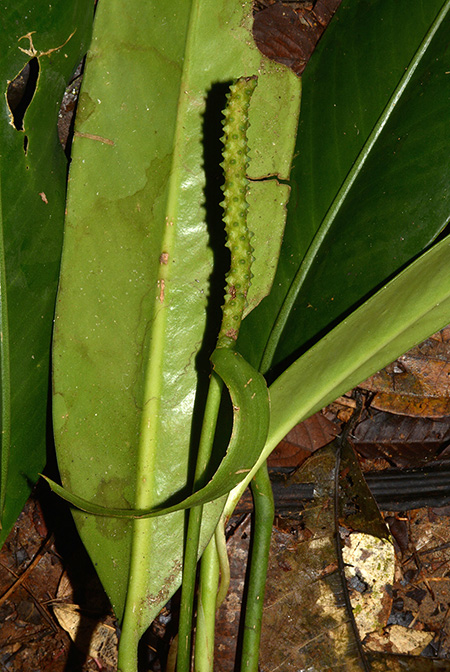 Anthurium longispadiceum
