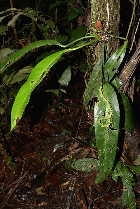 Anthurium longispadiceum
