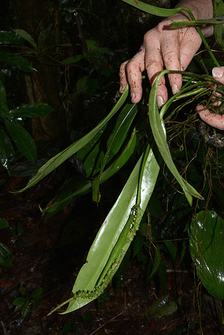 Anthurium longispadiceum