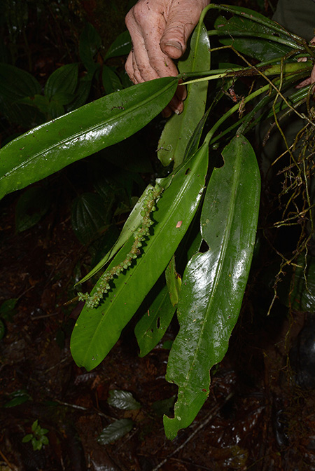 Anthurium longispadiceum