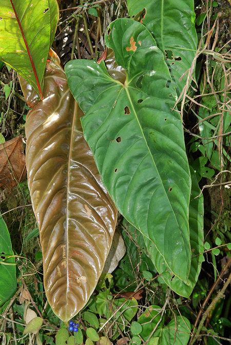 Anthurium longistamineum