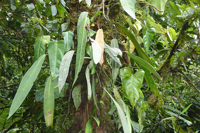 Anthurium longistipitatum