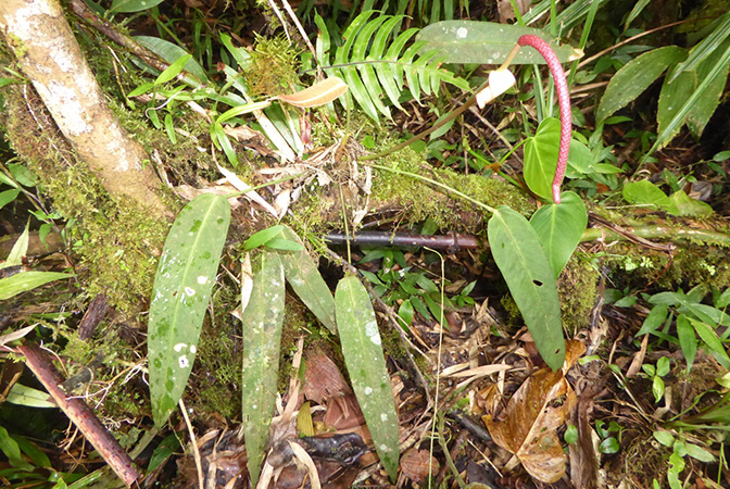 Anthurium longistipitatum