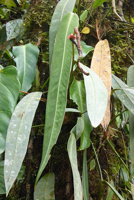 Anthurium longistipitatum