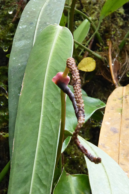 Anthurium longistipitatum