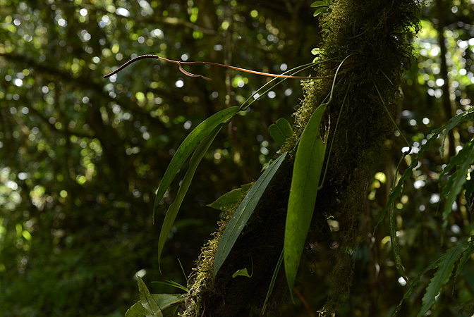 Anthurium longistipitatum