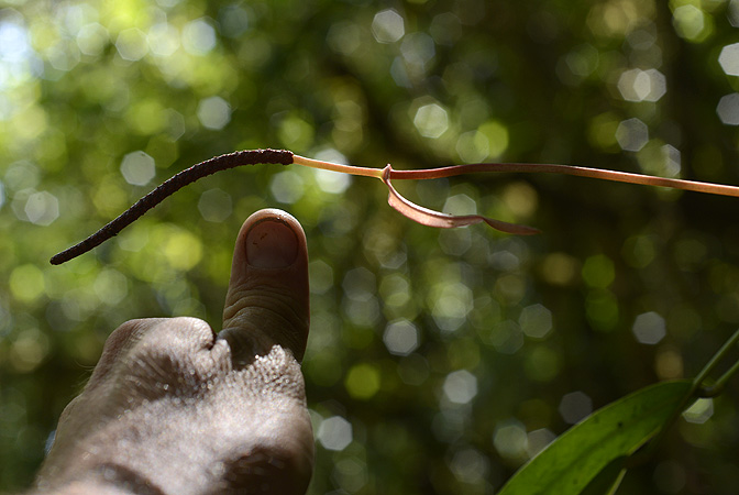 Anthurium longistipitatum