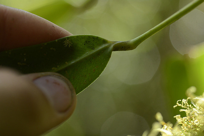 Anthurium longistipitatum