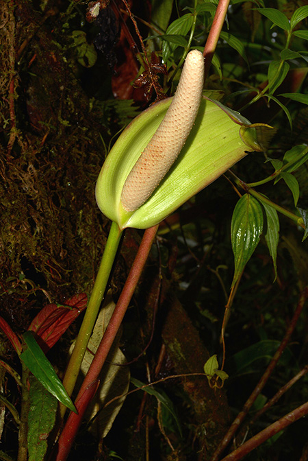 Anthurium longistrorsum