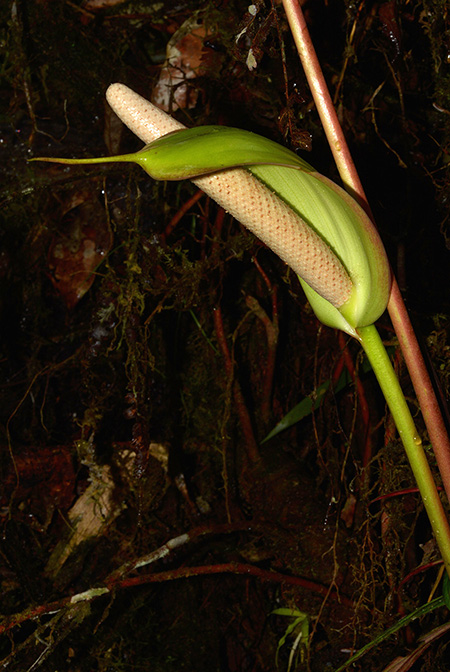 Anthurium longistrorsum
