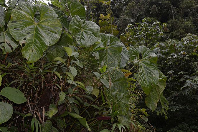 Anthurium longistrorsum
