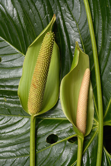 Anthurium longistrorsum