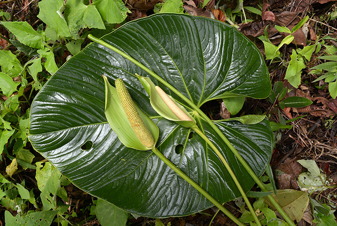 Anthurium longistrorsum