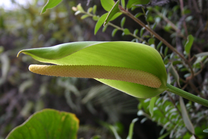 Anthurium longistrorsum