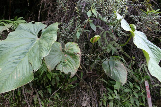 Anthurium longistrorsum