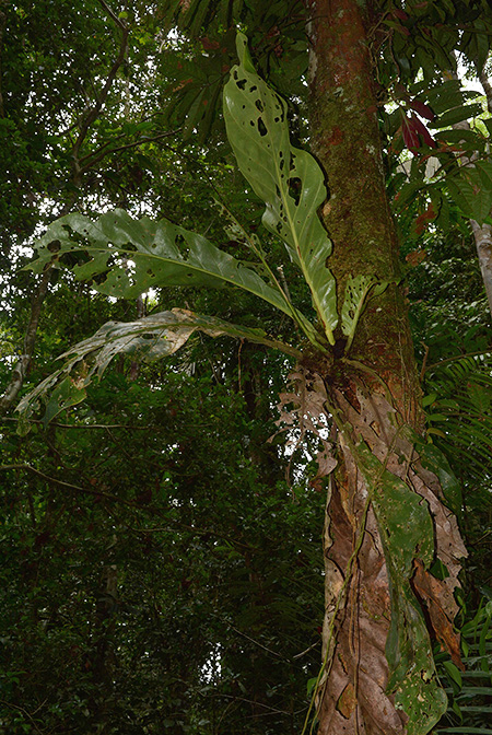 Anthurium loretense
