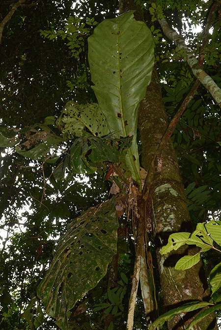 Anthurium loretense