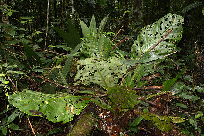 Anthurium loretense
