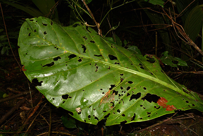 Anthurium loretense