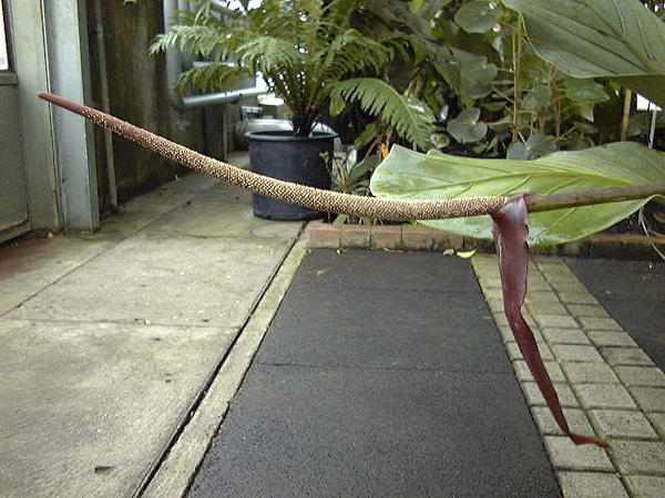 Anthurium loretense