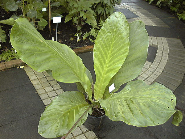 Anthurium loretense