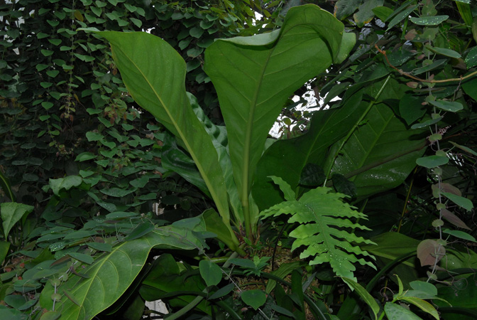 Anthurium loretense